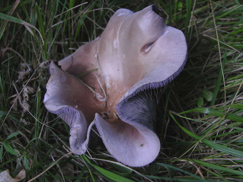 Ritrovamenti alle Viote del Bondone.